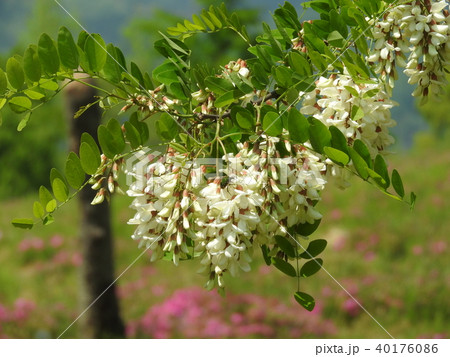 ニセアカシヤの花 ニセアカシヤの花 40176086
