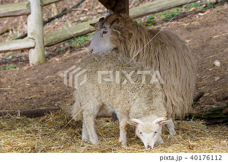 Wallachian sheep (Ovis orientalis aries) 40176112