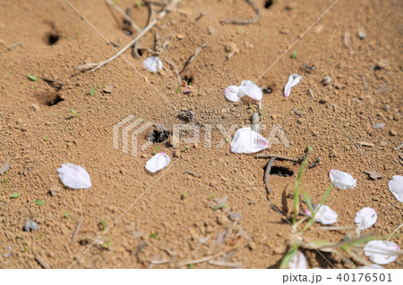 アリの巣 40176501