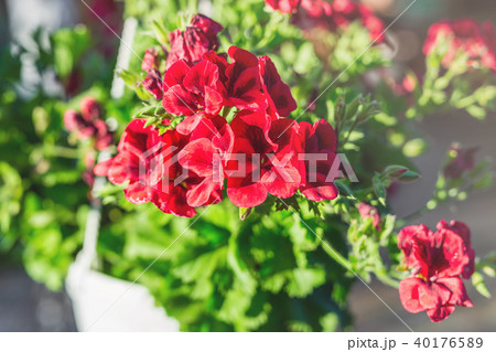 Close-up of hanging white basket with bright red petunia flowers. Green garden with birch and pots 40176589