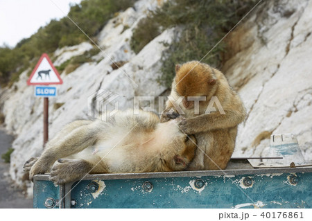 Couple of the Barbary Macaque monkeys of Gibraltar 40176861