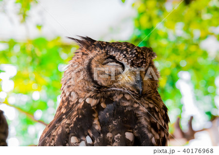 ふくろう物語 40176968