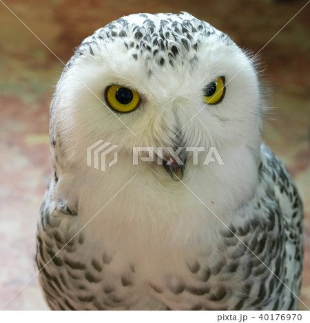 ふくろう物語 40176970