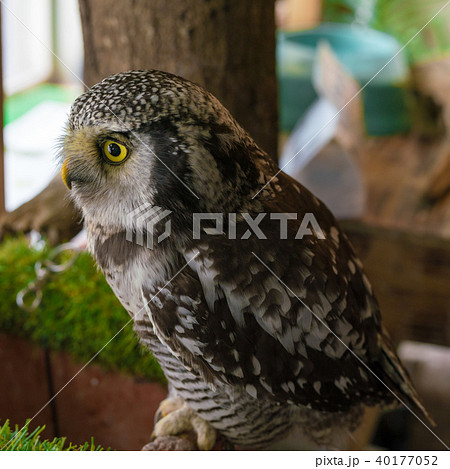 ふくろう物語 ふくろう物語 40177052