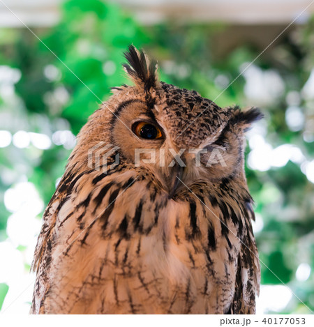 ふくろう物語 40177053