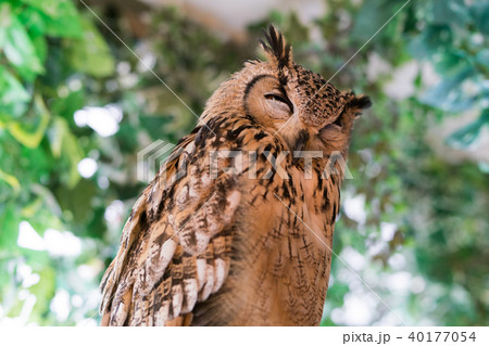 ふくろう物語 40177054