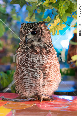 ふくろう物語 40177057