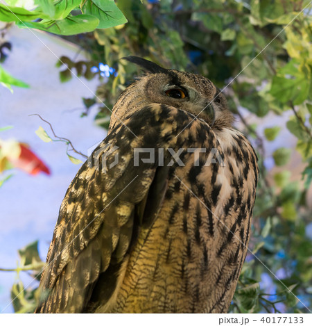 ふくろう物語 40177133