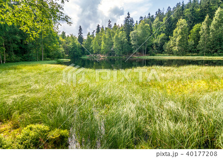 Grass overgrown pond with a dramatic cloudy sky. Grass overgrown pond with a dramatic cloudy sky. 40177208