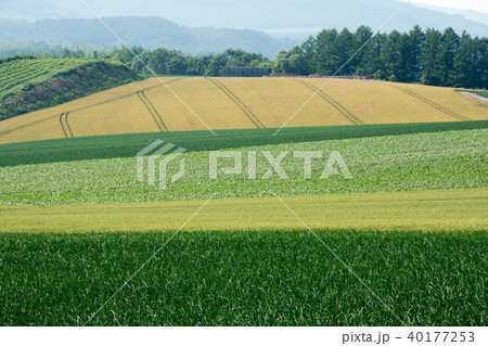 夏の畑作地帯　美瑛町 40177253