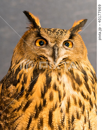 ふくろう物語 40177669