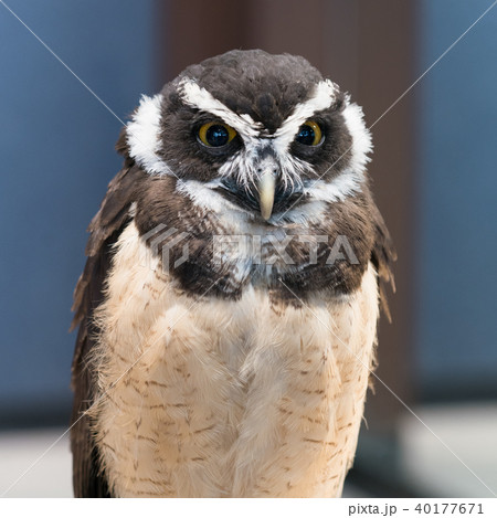 ふくろう物語 40177671