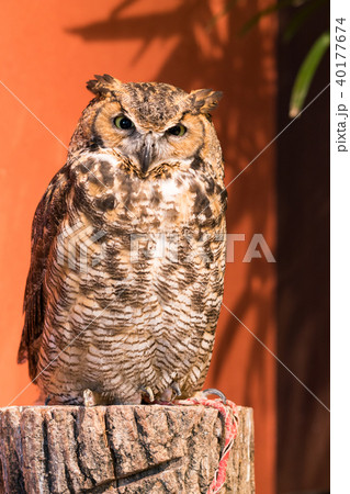 ふくろう物語 40177674