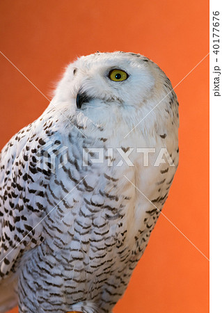 ふくろう物語 40177676