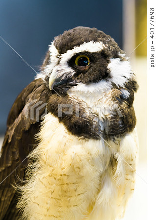 ふくろう物語 ふくろう物語 40177698