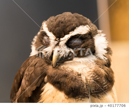 ふくろう物語 ふくろう物語 40177706