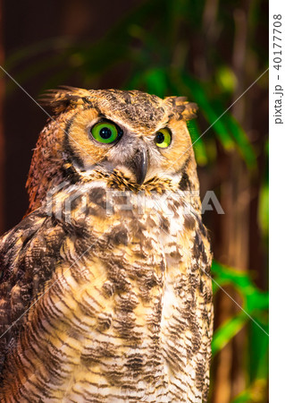 ふくろう物語 40177708