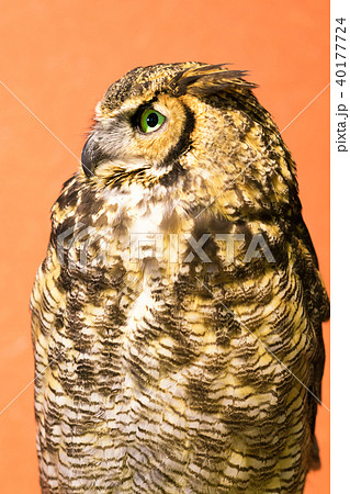 ふくろう物語 40177724