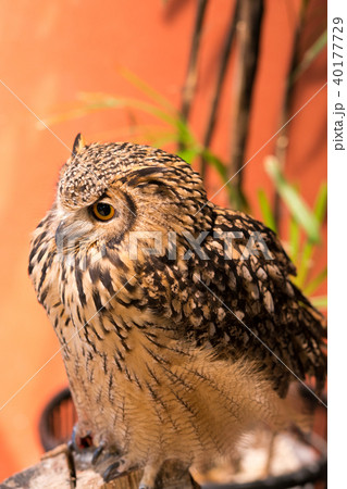 ふくろう物語 ふくろう物語 40177729