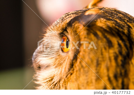 ふくろう物語 ふくろう物語 40177732