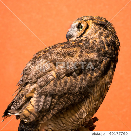 ふくろう物語 40177760