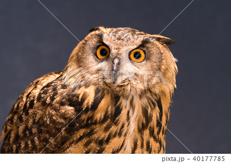 ふくろう物語 ふくろう物語 40177785