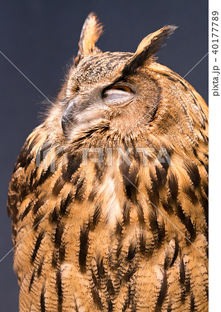 ふくろう物語 ふくろう物語 40177789