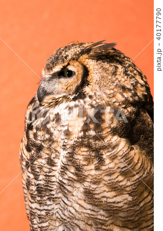 ふくろう物語 ふくろう物語 40177790