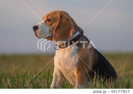 portrait of Beagle dog in the forest portrait of Beagle dog in the forest 40177837