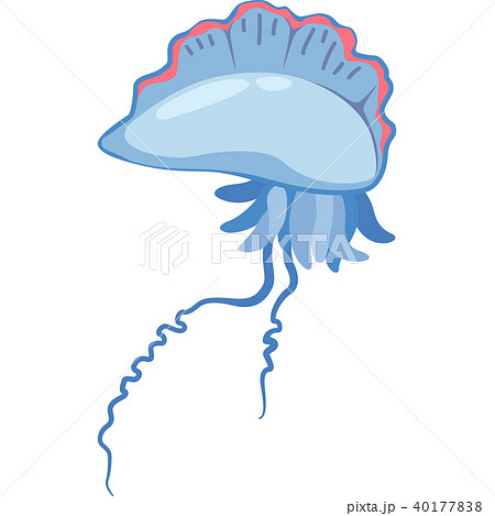 カツオノエボシ カツオノエボシ 40177838