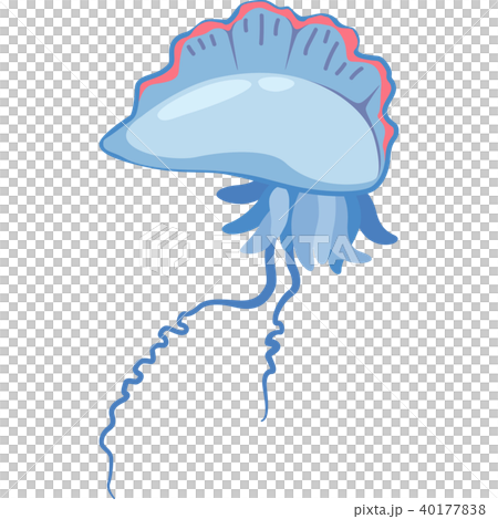 カツオノエボシ カツオノエボシ 40177838