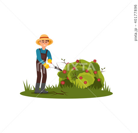 Farmer cuts dry branches on green bush with flowers. Young guy working in garden. Flat vector design 40177896