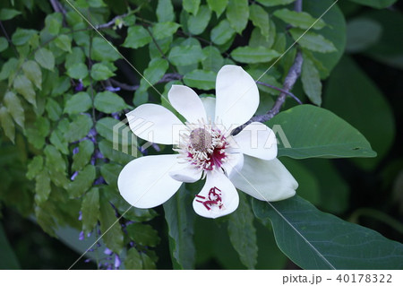 ホウノキの花 ホウノキの花 40178322