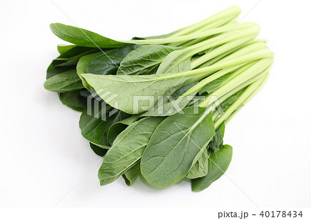 こまつな こまつな 40178434