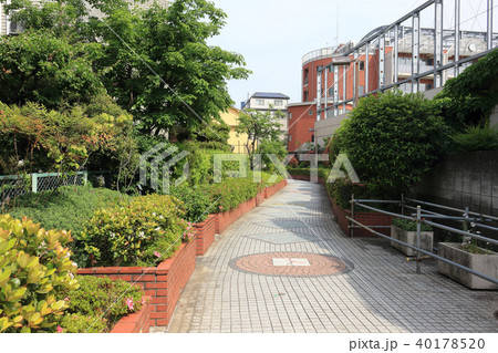 桃園川緑道(中野区) 桃園川緑道(中野区) 40178520