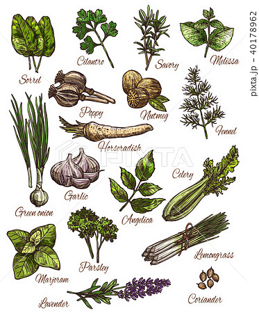 Spice, herb and fresh leaf vegetable sketch design 40178962