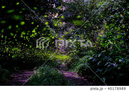 蛍 ホタル ほたる 40178989