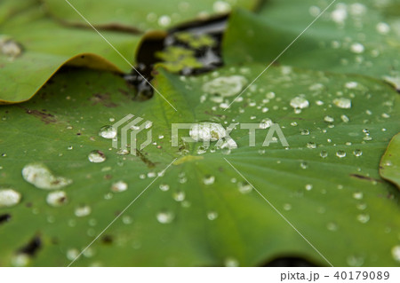 葉の雫 40179089