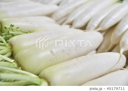 大根 大根 40179711