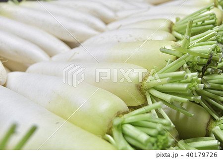 大根 40179726