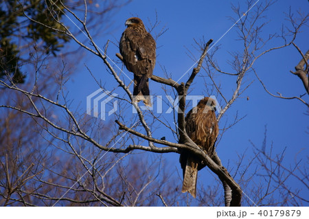 鳶のカップル 40179879