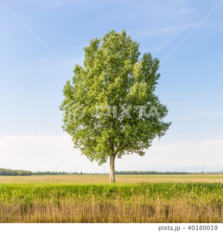 Green tree in the field 40180019
