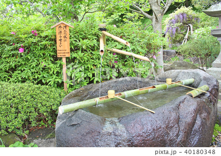長谷寺 手水舎 鎌倉 長谷寺 手水舎 鎌倉 40180348