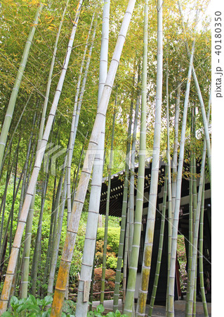 長谷寺　竹林　鎌倉 40180350