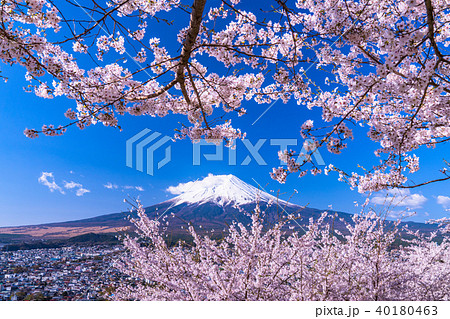 《山梨県》富士山と満開の桜 《山梨県》富士山と満開の桜 40180463