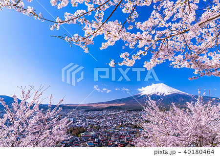 《山梨県》富士山と満開の桜 40180464