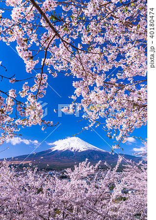 山梨県 富士山と満開の桜の写真素材