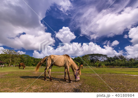 Horses in the field Horses in the field 40180984