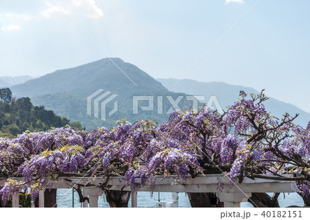 blooming wisteria over pavilion 40182151