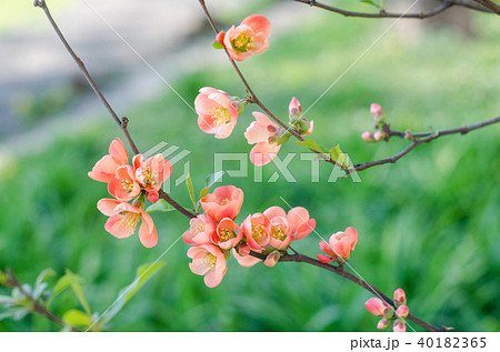 Japanese quince in bloom background. 40182365